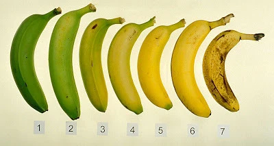 China ethylene absorber for banana manufacturers China ethylene absorber for banana manufacturers